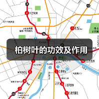 柏树叶的功效及作用（图4）