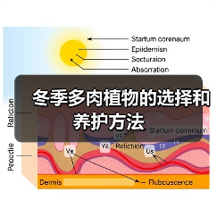 冬季多肉植物的选择和养护方法（图1）