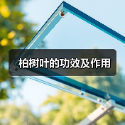 柏树叶的功效及作用（图2）