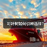 彩叶树如何引种选择？（图3）