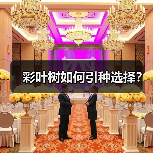 彩叶树如何引种选择？（图4）