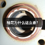 桂花为什么这么香？（图1）