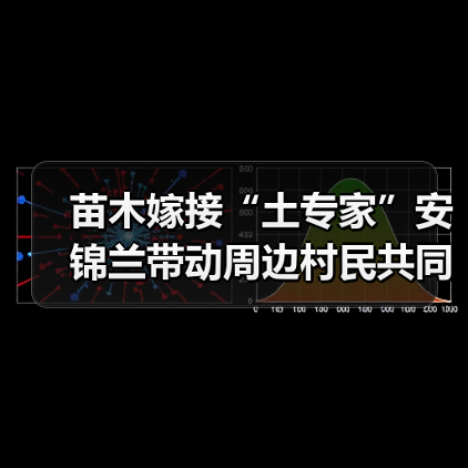 苗木嫁接“土专家”安锦兰带动周边村民共同致富（图4）