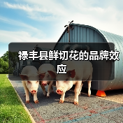 禄丰县鲜切花的品牌效应（图2）