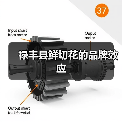 禄丰县鲜切花的品牌效应（图3）