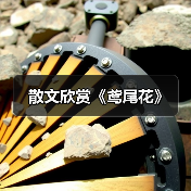 散文欣赏《鸢尾花》（图4）