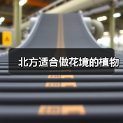 北方适合做花境的植物（图1）