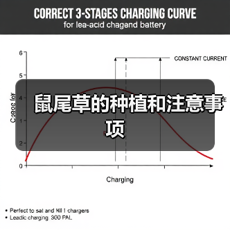鼠尾草的种植和注意事项（图1）