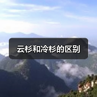 云杉和冷杉的区别（图1）