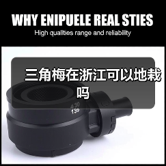 三角梅在浙江可以地栽吗（图1）