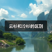 云杉和冷杉的区别（图3）