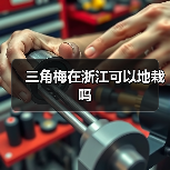 三角梅在浙江可以地栽吗（图4）