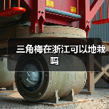 三角梅在浙江可以地栽吗（图3）