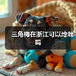 三角梅在浙江可以地栽吗（图2）