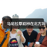 马尼拉草能种在北方吗（图1）