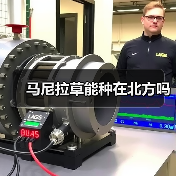 马尼拉草能种在北方吗（图2）