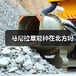 马尼拉草能种在北方吗（图4）