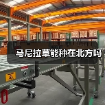 马尼拉草能种在北方吗（图3）
