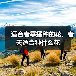 适合春季播种的花，春天适合种什么花（图2）