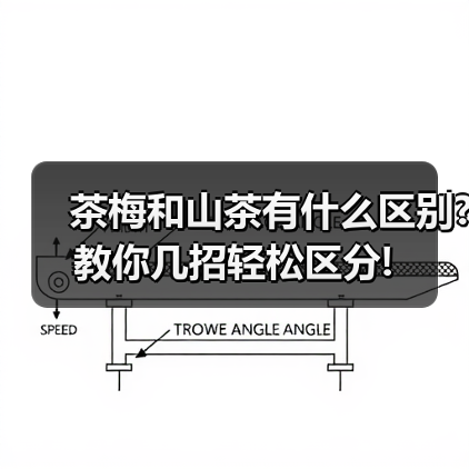 茶梅和山茶有什么区别?教你几招轻松区分!（图1）