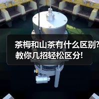 茶梅和山茶有什么区别?教你几招轻松区分!（图3）
