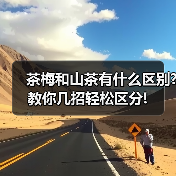 茶梅和山茶有什么区别?教你几招轻松区分!（图2）