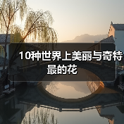 10种世界上美丽与奇特最的花（图1）