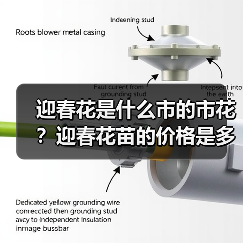 迎春花是什么市的市花?迎春花苗的价格是多少钱一棵?(图1) 迎春花是什么市的市花?迎春花苗的价格是多少钱一棵?(图1)
