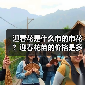 迎春花是什么市的市花?迎春花苗的价格是多少钱一棵?(图3) 迎春花是什么市的市花?迎春花苗的价格是多少钱一棵?(图3)