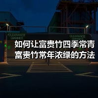 如何让富贵竹四季常青 富贵竹常年浓绿的方法（图3）