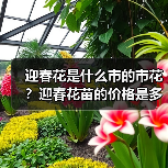 迎春花是什么市的市花?迎春花苗的价格是多少钱一棵?(图2) 迎春花是什么市的市花?迎春花苗的价格是多少钱一棵?(图2)