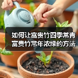 如何让富贵竹四季常青 富贵竹常年浓绿的方法（图2）