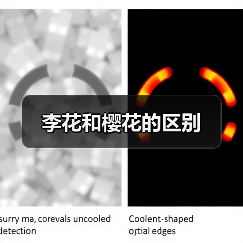 李花和樱花的区别（图2）