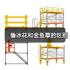 鲁冰花和金鱼草的区别（图2）
