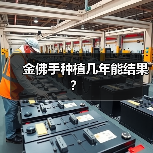 金佛手种植几年能结果？（图2）