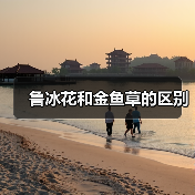 鲁冰花和金鱼草的区别（图3）