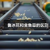 鲁冰花和金鱼草的区别（图1）
