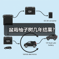 盆栽柚子树几年结果？（图3）