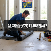 盆栽柚子树几年结果？（图2）