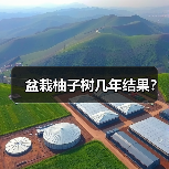盆栽柚子树几年结果？（图4）