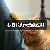 扶桑花和木菊的区别（图4）