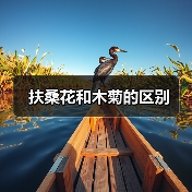 扶桑花和木菊的区别（图2）