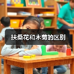扶桑花和木菊的区别（图3）
