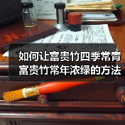 如何让富贵竹四季常青 富贵竹常年浓绿的方法（图1）