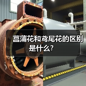菖蒲花和鸢尾花的区别是什么？（图2）