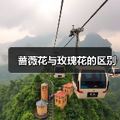 蔷薇花与玫瑰花的区别（图1）
