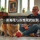 蔷薇花与玫瑰花的区别（图3）