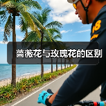 蔷薇花与玫瑰花的区别（图4）