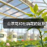 山茶花和杜鹃花的区别（图1）