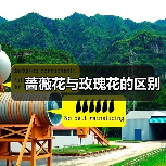 蔷薇花与玫瑰花的区别（图2）